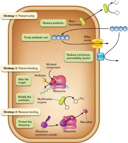 Figure from Chapter 27, Microbiology: An Evolving Science 6e