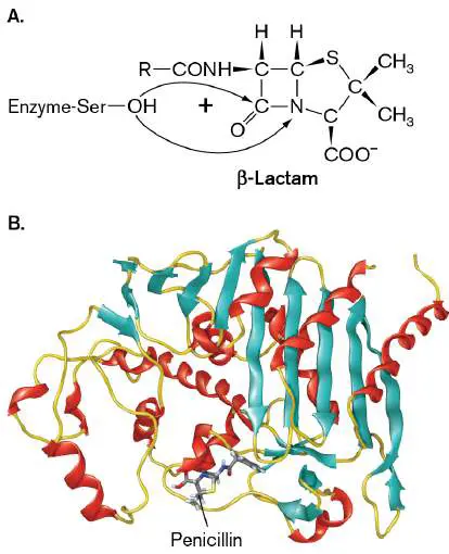 Figure from Chapter 27, Microbiology: An Evolving Science 6e