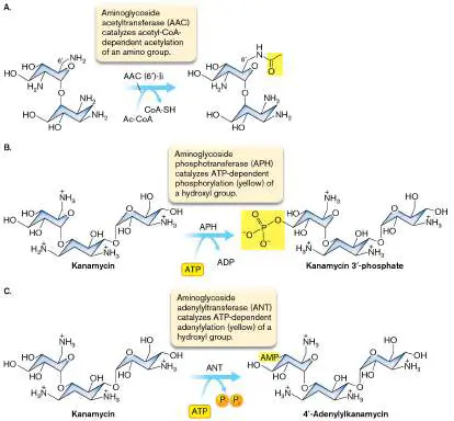 Figure from Chapter 27, Microbiology: An Evolving Science 6e
