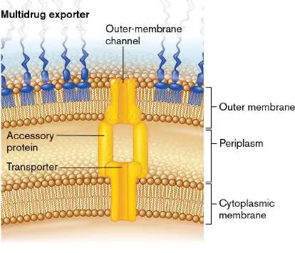 Figure from Chapter 27, Microbiology: An Evolving Science 6e