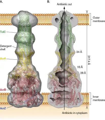 Figure from Chapter 27, Microbiology: An Evolving Science 6e