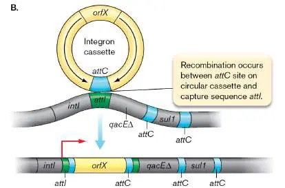 Figure from Chapter 27, Microbiology: An Evolving Science 6e