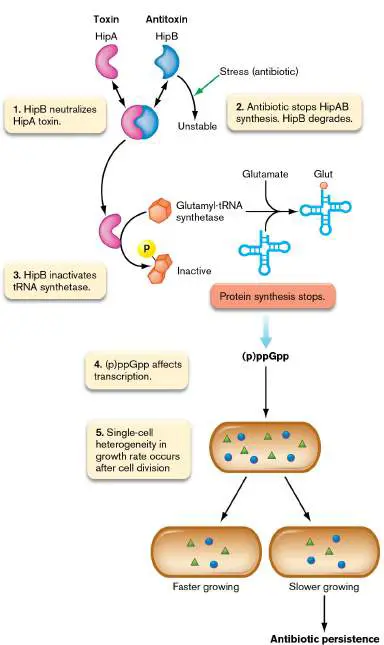 Figure from Chapter 27, Microbiology: An Evolving Science 6e