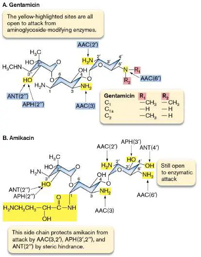 Figure from Chapter 27, Microbiology: An Evolving Science 6e
