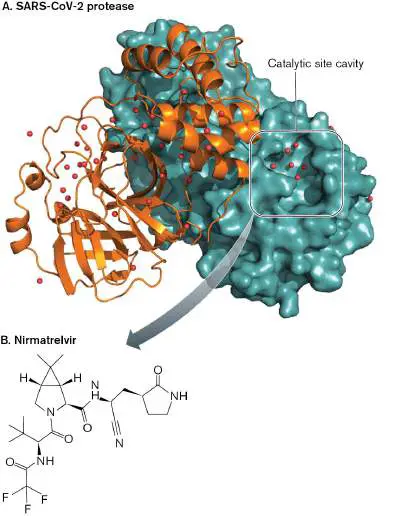 Figure from Chapter 27, Microbiology: An Evolving Science 6e