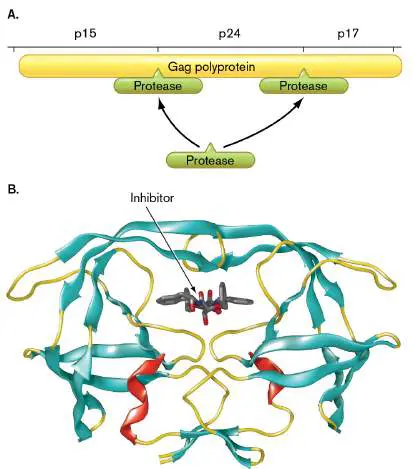 Figure from Chapter 27, Microbiology: An Evolving Science 6e