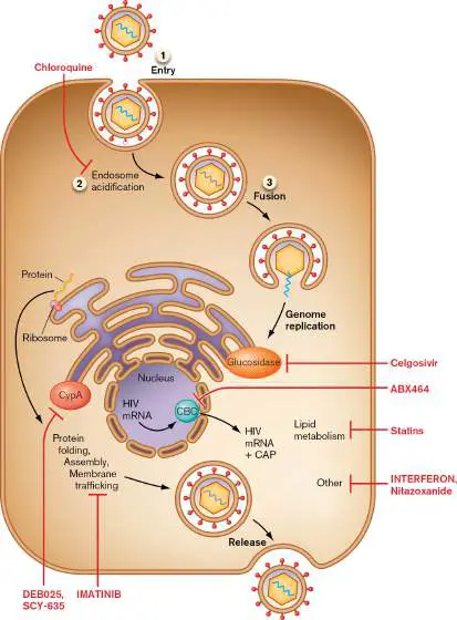Figure from Chapter 27, Microbiology: An Evolving Science 6e