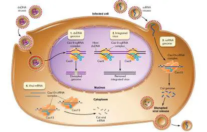 Figure from Chapter 27, Microbiology: An Evolving Science 6e