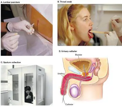 Figure from Chapter 28, Microbiology: An Evolving Science 6e