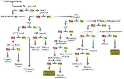 Figure from Chapter 28, Microbiology: An Evolving Science 6e