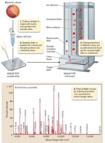 Figure from Chapter 28, Microbiology: An Evolving Science 6e