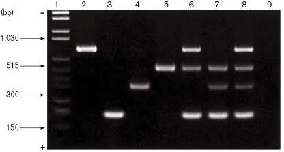 Figure from Chapter 28, Microbiology: An Evolving Science 6e