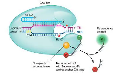 Figure from Chapter 28, Microbiology: An Evolving Science 6e