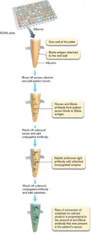 Figure from Chapter 28, Microbiology: An Evolving Science 6e