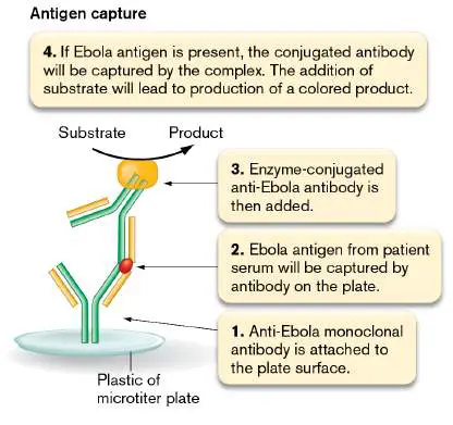 Figure from Chapter 28, Microbiology: An Evolving Science 6e