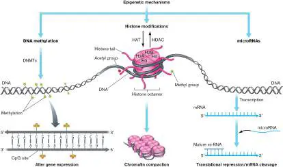 Figure from Chapter 28, Microbiology: An Evolving Science 6e