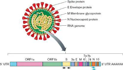 Figure from Chapter 28, Microbiology: An Evolving Science 6e