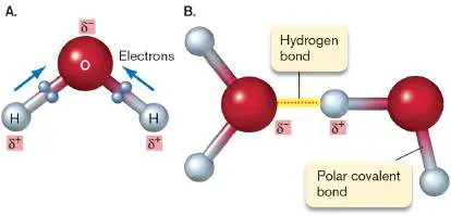 Figure from eAppendix 1, Microbiology: An Evolving Science 6e