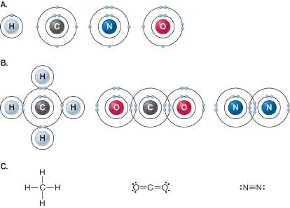 Figure from eAppendix 1, Microbiology: An Evolving Science 6e