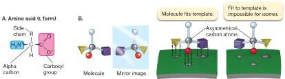 Figure from eAppendix 1, Microbiology: An Evolving Science 6e