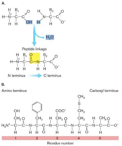 Figure from eAppendix 1, Microbiology: An Evolving Science 6e