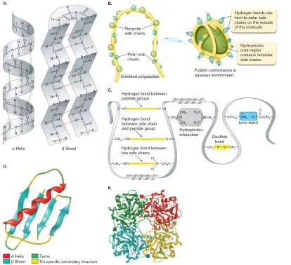 Figure from eAppendix 1, Microbiology: An Evolving Science 6e