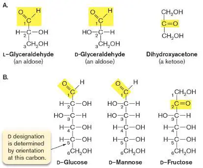 Figure from eAppendix 1, Microbiology: An Evolving Science 6e