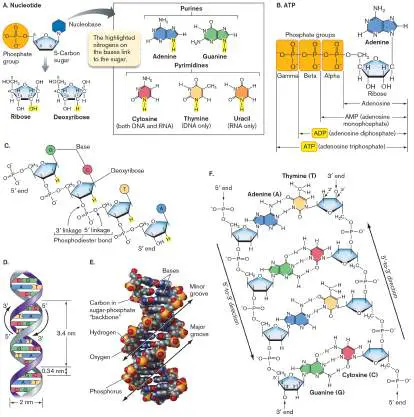 Figure from eAppendix 1, Microbiology: An Evolving Science 6e