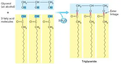 Figure from eAppendix 1, Microbiology: An Evolving Science 6e