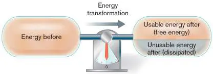 Figure from eAppendix 1, Microbiology: An Evolving Science 6e