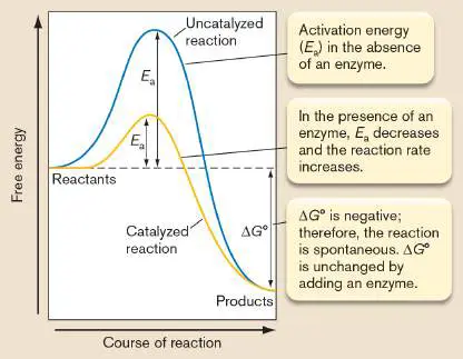 Figure from eAppendix 1, Microbiology: An Evolving Science 6e