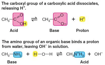 Figure from eAppendix 1, Microbiology: An Evolving Science 6e