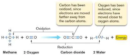 Figure from eAppendix 1, Microbiology: An Evolving Science 6e
