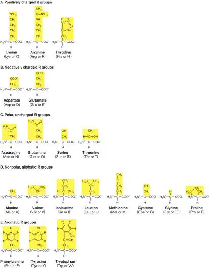 Figure from eAppendix 1, Microbiology: An Evolving Science 6e