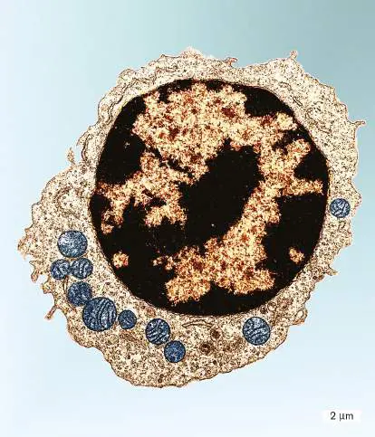 Figure from eAppendix 2, Microbiology: An Evolving Science 6e