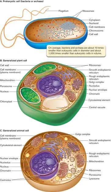 Figure from eAppendix 2, Microbiology: An Evolving Science 6e