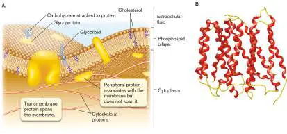 Figure from eAppendix 2, Microbiology: An Evolving Science 6e