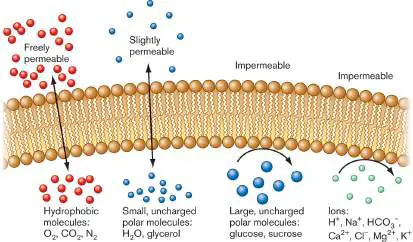 Figure from eAppendix 2, Microbiology: An Evolving Science 6e