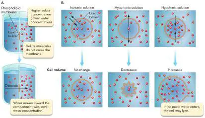 Figure from eAppendix 2, Microbiology: An Evolving Science 6e