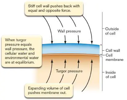 Figure from eAppendix 2, Microbiology: An Evolving Science 6e