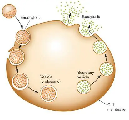 Figure from eAppendix 2, Microbiology: An Evolving Science 6e