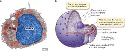 Figure from eAppendix 2, Microbiology: An Evolving Science 6e