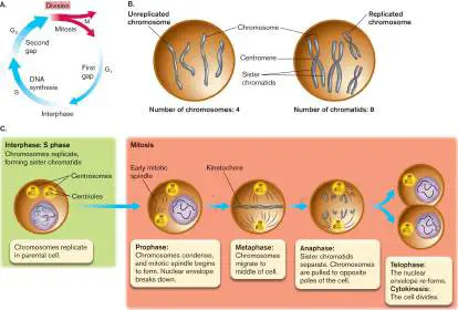 Figure from eAppendix 2, Microbiology: An Evolving Science 6e