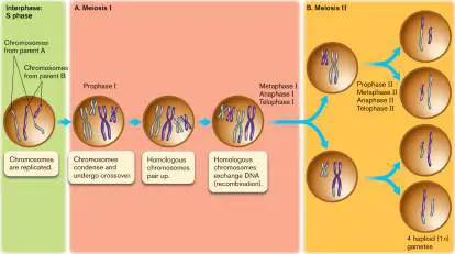 Figure from eAppendix 2, Microbiology: An Evolving Science 6e