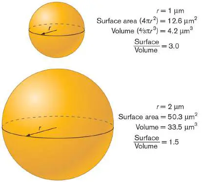 Figure from eAppendix 2, Microbiology: An Evolving Science 6e