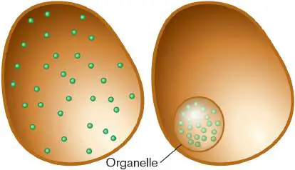 Figure from eAppendix 2, Microbiology: An Evolving Science 6e