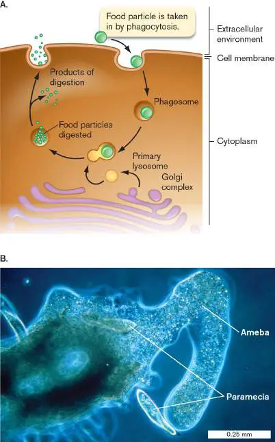 Figure from eAppendix 2, Microbiology: An Evolving Science 6e