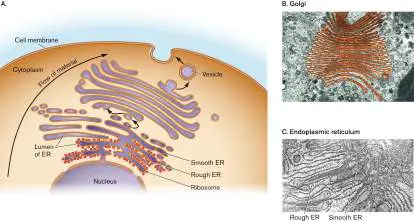 Figure from eAppendix 2, Microbiology: An Evolving Science 6e