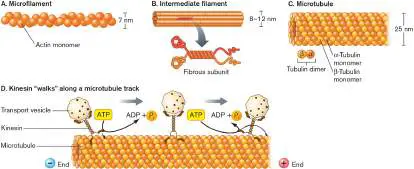 Figure from eAppendix 2, Microbiology: An Evolving Science 6e