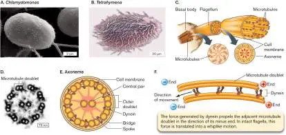 Figure from eAppendix 2, Microbiology: An Evolving Science 6e